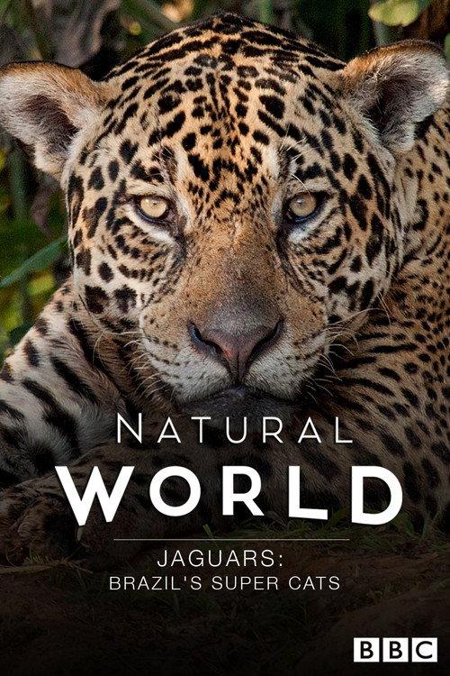 Jaguars: Brazil's Super Cats backdrop