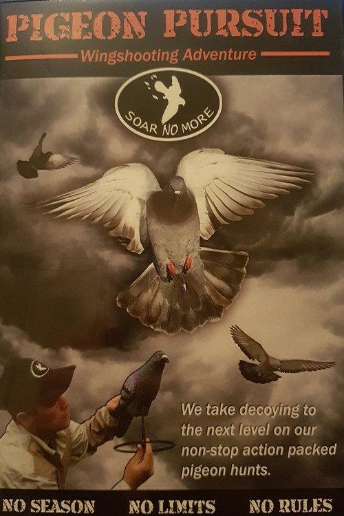 Pigeon Pursuit backdrop