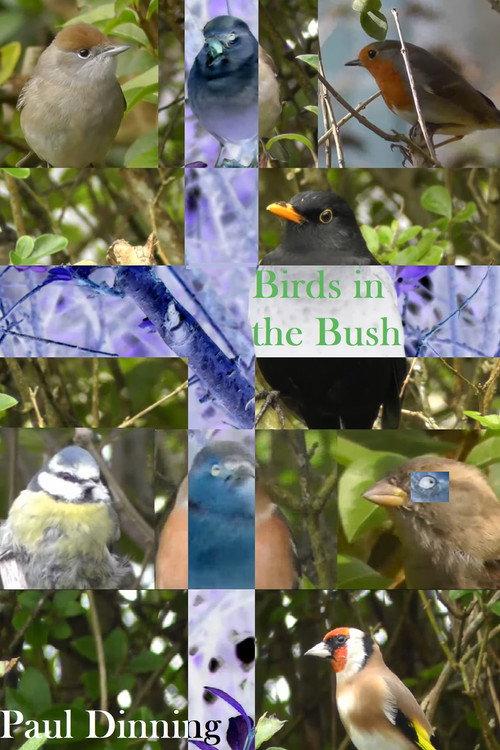 Birds in the Bush backdrop