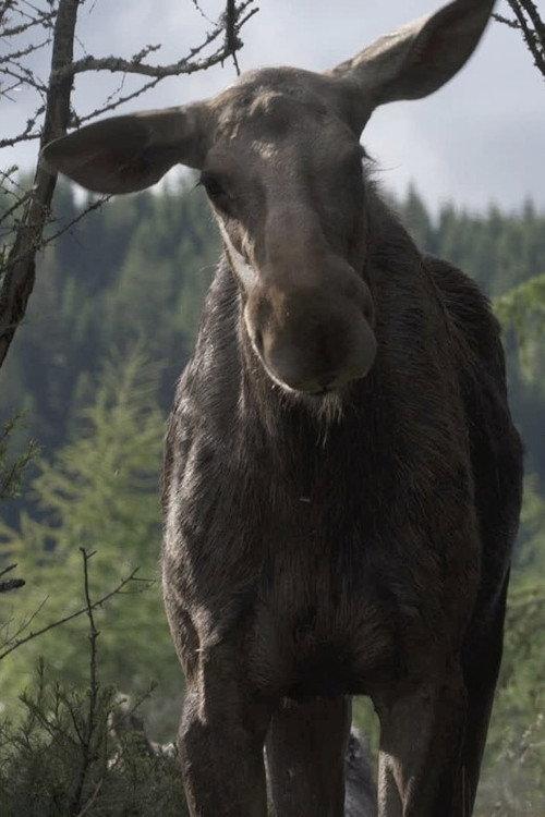 AMOOSED: a moose odyssey backdrop