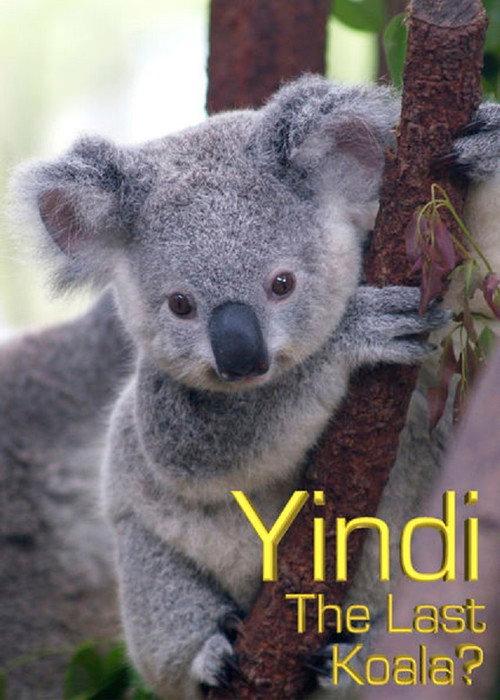 Grainger's World: Yindi: The Last Koala? backdrop
