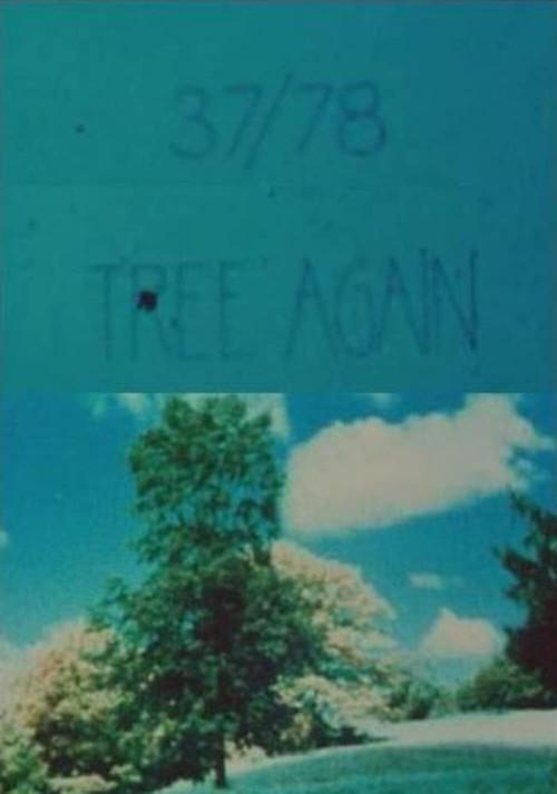 37/78: Tree Again backdrop