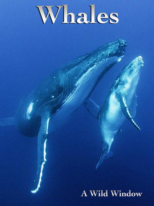 Wild Window: Whales backdrop