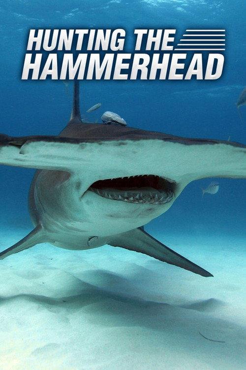 Hunting the Hammerhead backdrop