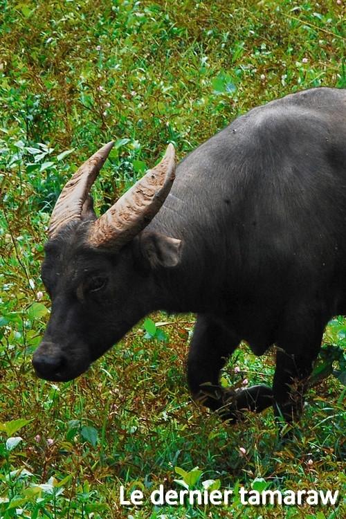 Le dernier tamaraw backdrop