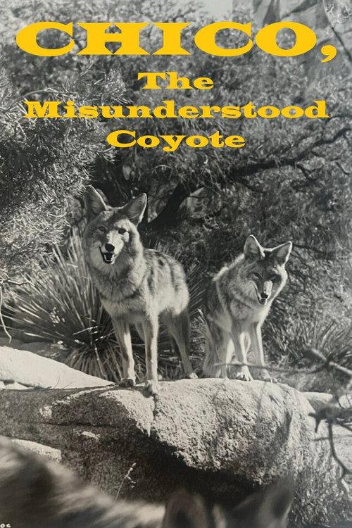 Chico, the Misunderstood Coyote backdrop