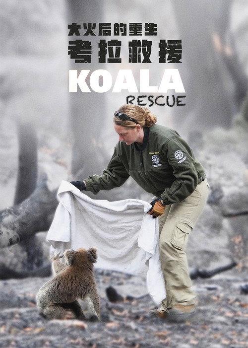 Koala Rescue backdrop
