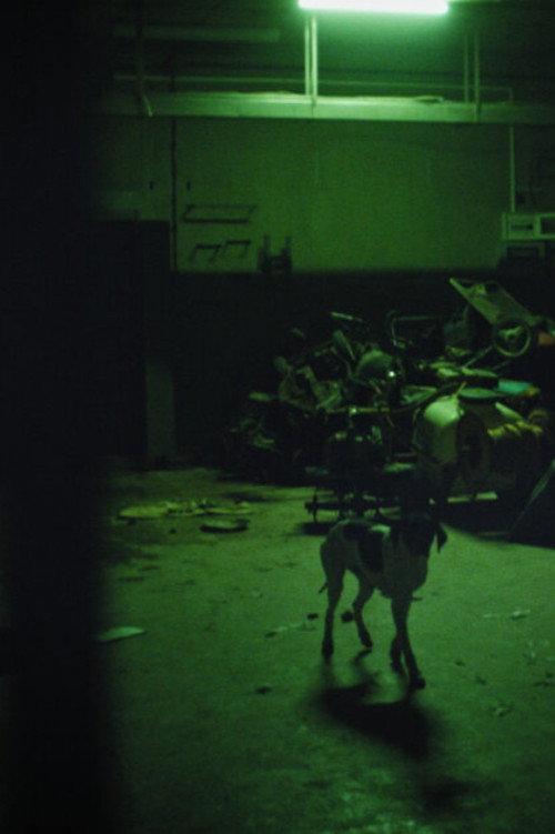 The Fear of Leaving the Animal Forever Forgotten Under the Ground backdrop