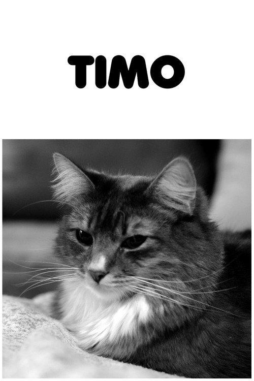 Timo backdrop