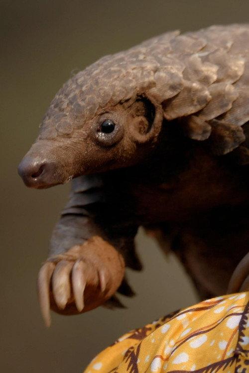 Wild Hope: Pangolin Protectors backdrop