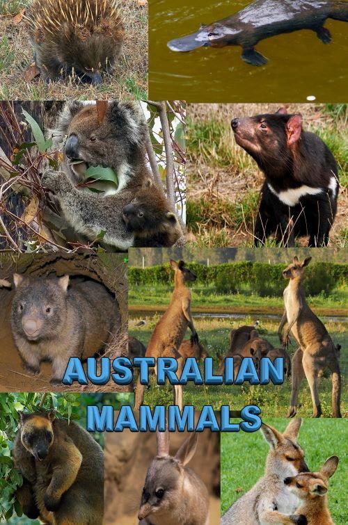 Australian Mammals backdrop