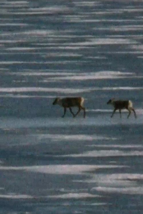 Caribou in the Archive backdrop