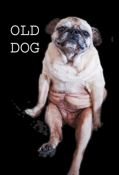 Old Dog backdrop