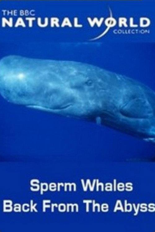 Sperm Whales: Back from the Abyss backdrop