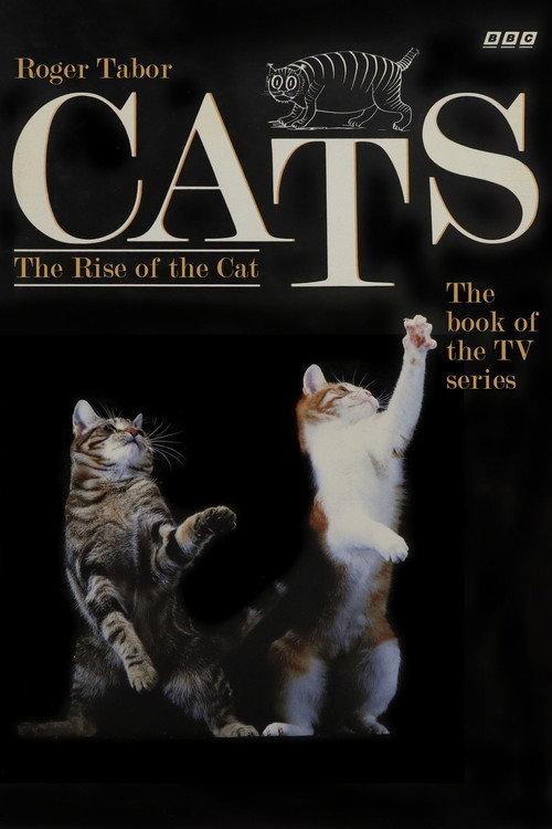Cats backdrop
