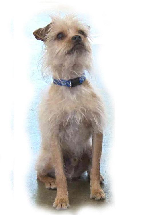 Pretty Little Doggie backdrop