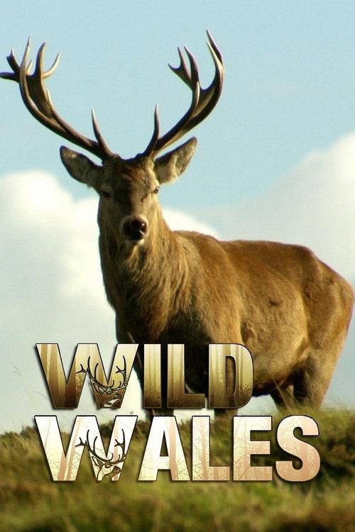 Wild Wales backdrop