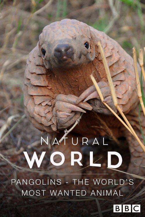 Pangolins: The World's Most Wanted Animal backdrop