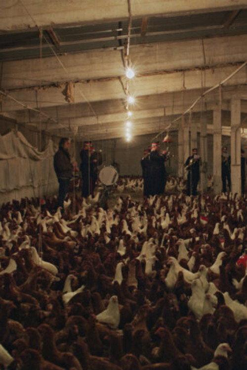 If I Ever Get A Monument Chickens Will Do It For Me (Requiem#3) backdrop