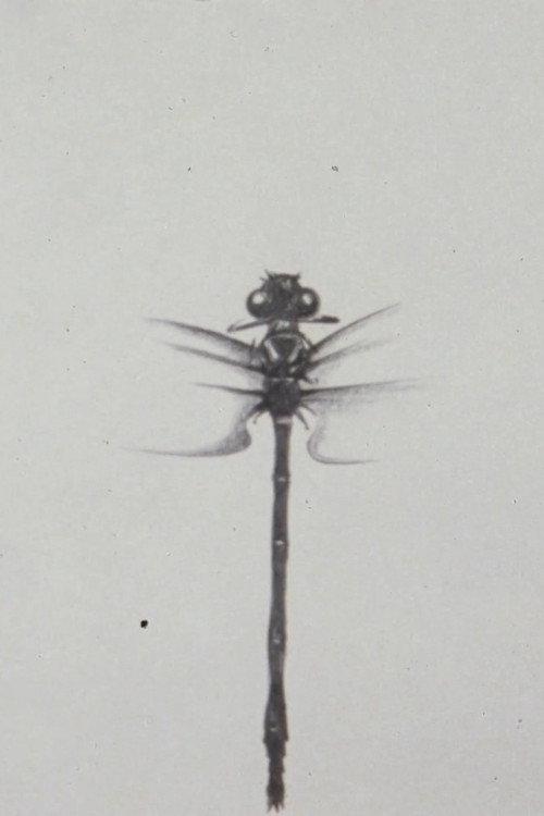 Dragonfly backdrop