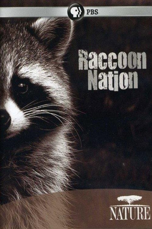 Raccoon Nation backdrop