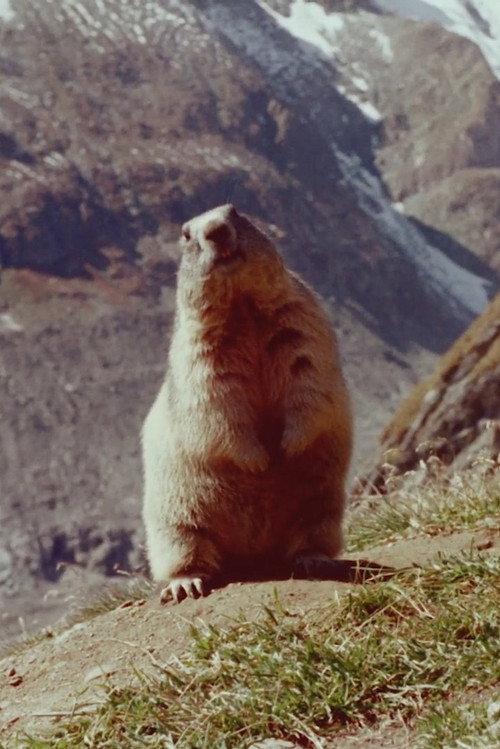 Marmot backdrop