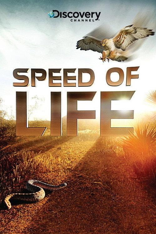 Speed of Life backdrop