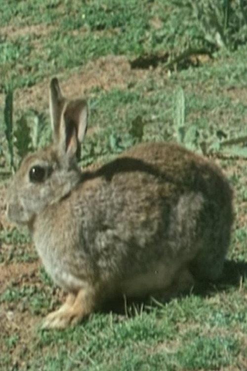 The Rabbit in Australia backdrop