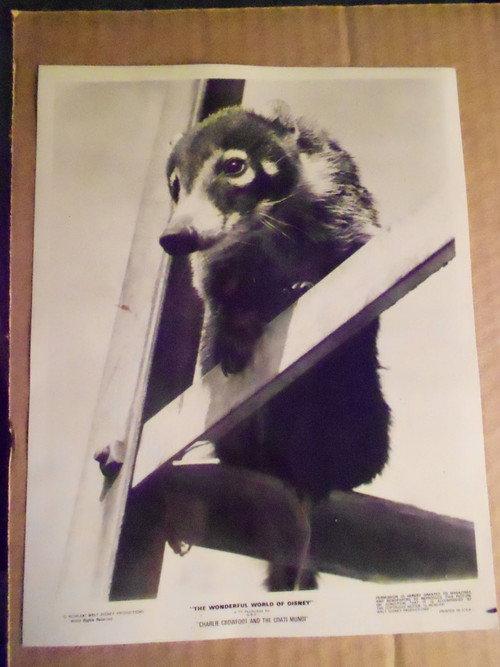 Charlie Crowfoot and the Coati Mundi backdrop