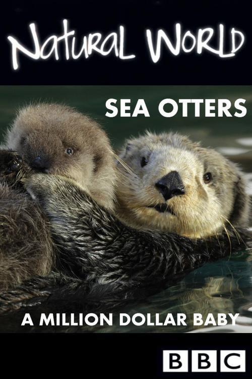 Sea Otters: A Million Dollar Baby backdrop