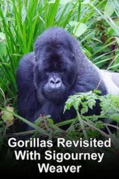 Gorillas Revisited with Sigourney Weaver backdrop