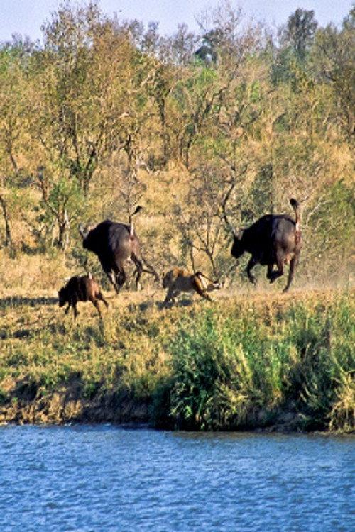 Battle at Kruger backdrop