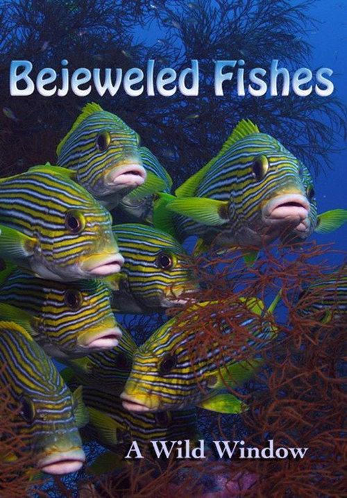 Wild Window: Bejeweled Fishes backdrop