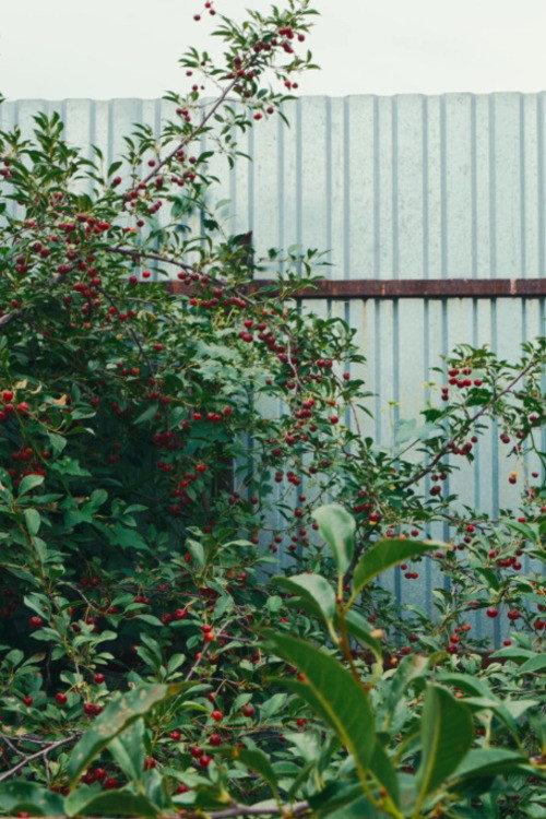 Cherry Sprout backdrop