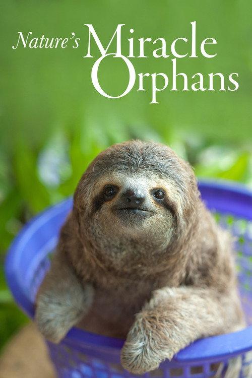 Nature's Miracle Orphans backdrop