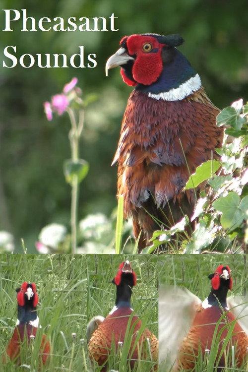 Pheasant Sounds backdrop