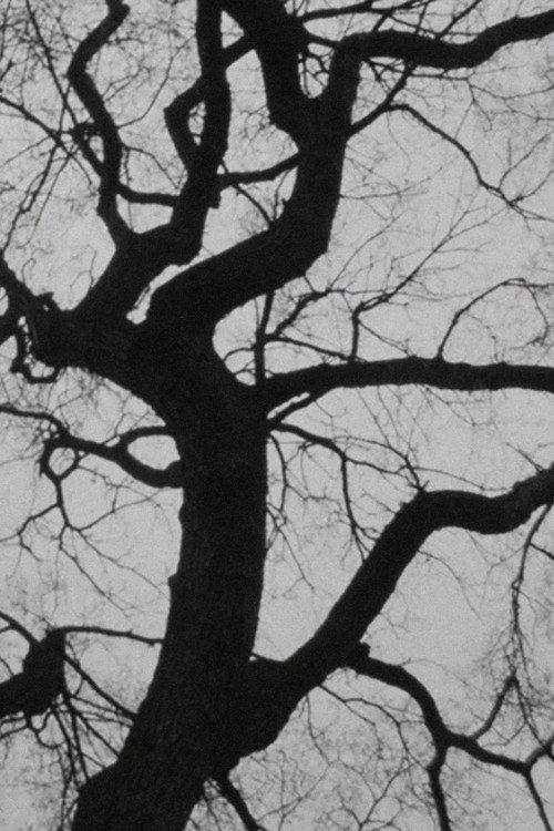 The Tree backdrop
