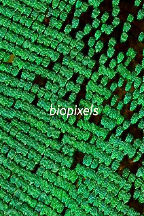 biopixels backdrop