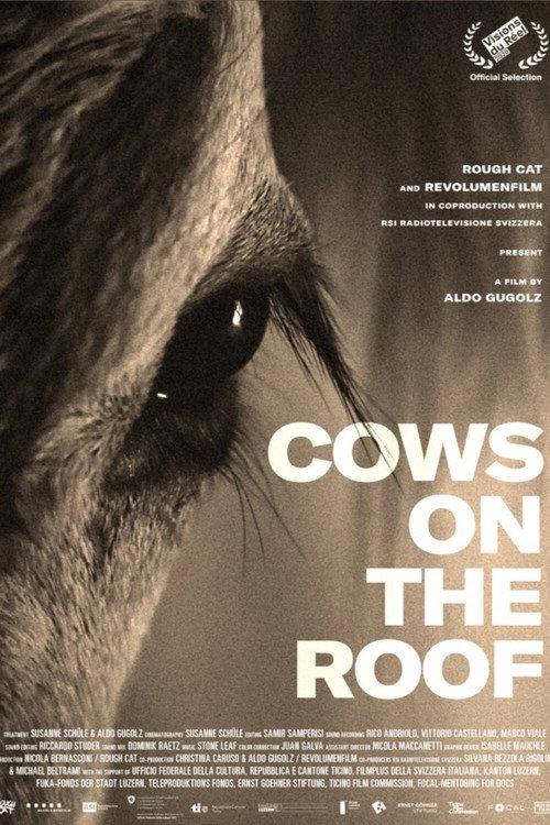 Cows on the Roof backdrop