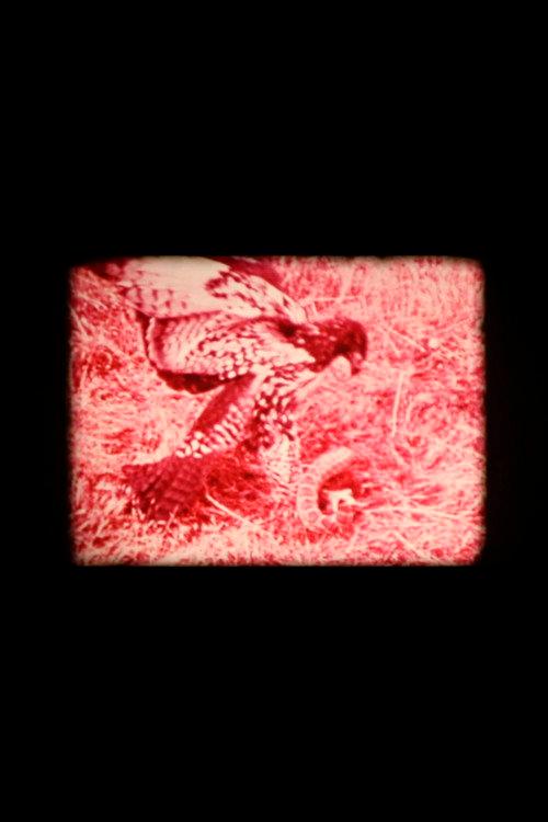Animal Within backdrop