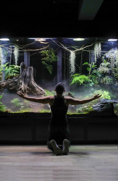 My Giant Cloud Rainforest Vivarium backdrop