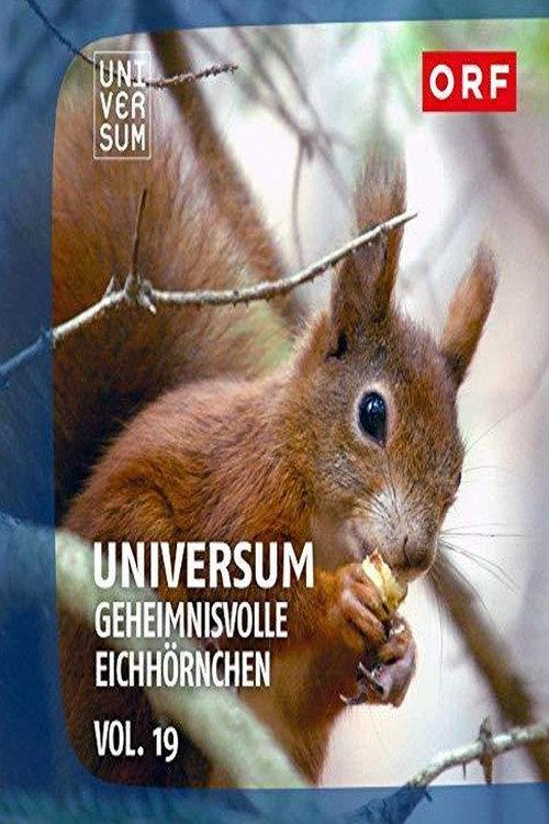 Geheimnisvolle Eichhörnchen backdrop
