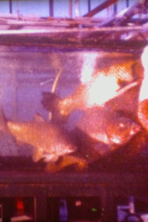 Schätze aus dem Meer - Unentbehrlicher Fisch backdrop