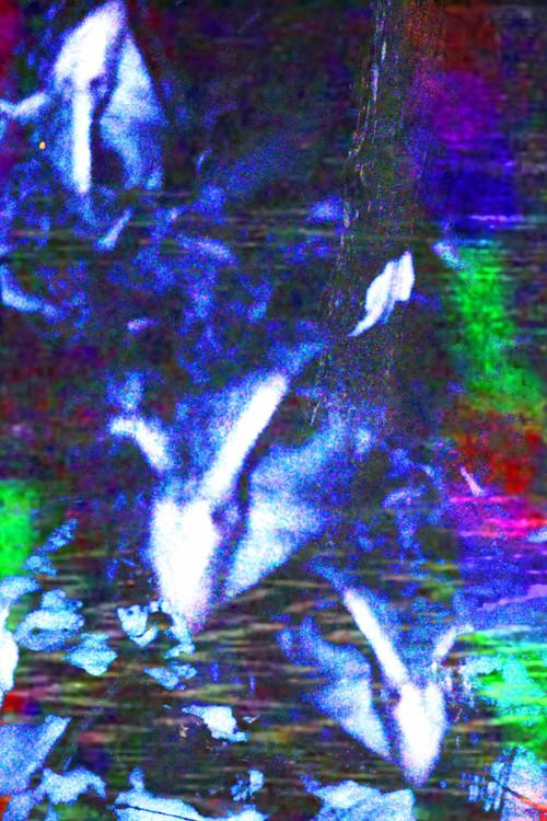 crow.mp4 backdrop