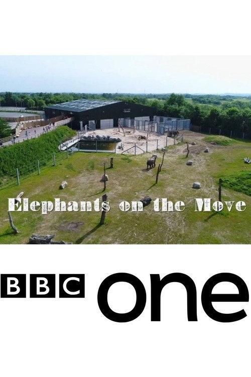 Elephants on the Move backdrop