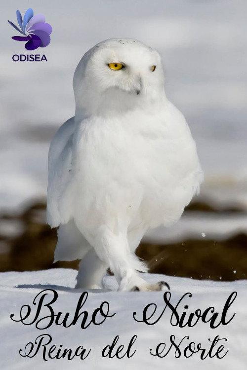 Snowy Owl, queen of the North backdrop