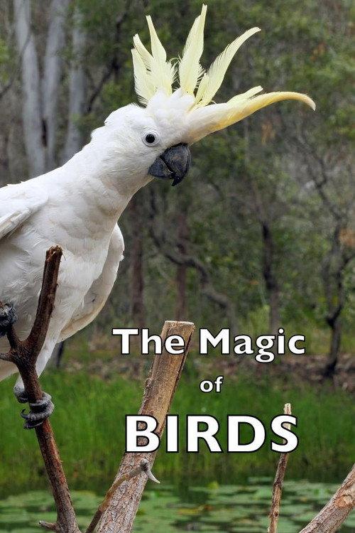 The Magic of BIRDS backdrop
