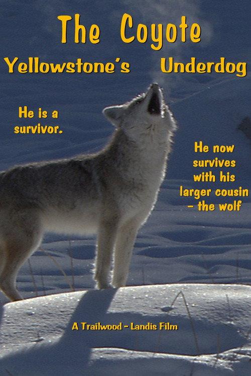 The Coyote: Yellowstone's Underdog backdrop