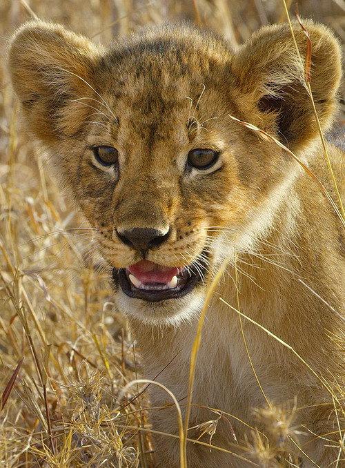 Serengeti - La grande cavalcade des animaux backdrop