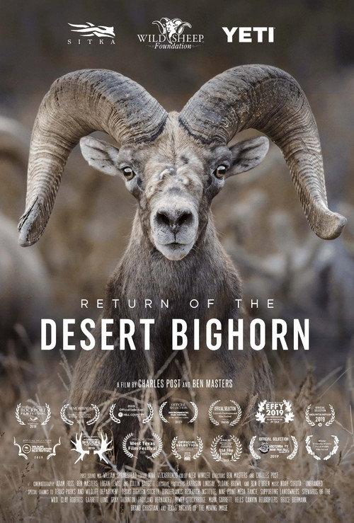 Return of the Desert Bighorn backdrop